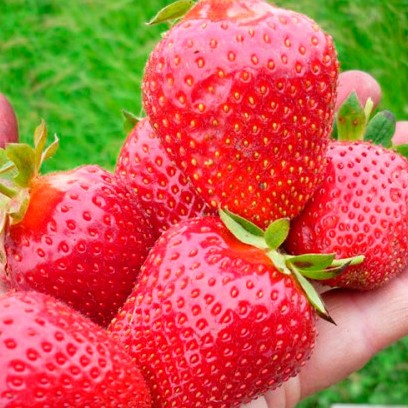 Земляника Анита